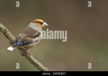 Hawfinch maschio (Coccothraustes coccothraustes) a Bad Schoenborn, Baden-Wuerttemberg, Germania Foto Stock