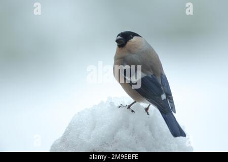 Femmina eurasian Bullfinch (Pyrhula pyrhula) durante l'inverno nella neve a Bad Schoenborn, Baden-Wuerttemberg, Germania Foto Stock