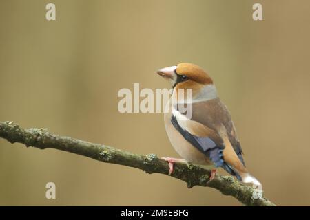 Hawfinch maschio (Coccothraustes coccothraustes) a Bad Schoenborn, Baden-Wuerttemberg, Germania Foto Stock