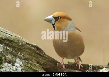 Hawfinch maschio (Coccothraustes coccothraustes) a Bad Schoenborn, Baden-Wuerttemberg, Germania Foto Stock