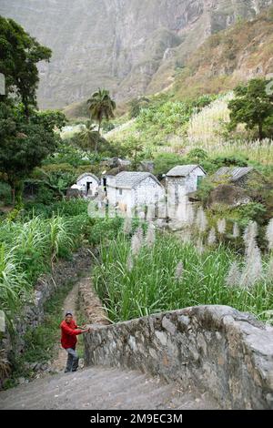 Case tradizionali nella fioritura della canna da zucchero, Paul tal, Santo Antao, Capo Verde Foto Stock