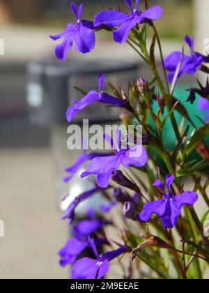 Un colpo verticale di bellissimi fiori di lobelia bordante in giardino Foto Stock