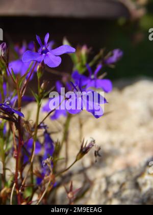 Un colpo verticale di bellissimi fiori di lobelia bordante in giardino Foto Stock