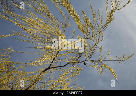 Salice piangente (Salix babylonica), rami affoganti in primavera, Germania Foto Stock
