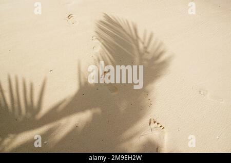 Impronte nella sabbia dorata all'ombra delle foglie di palma tropicali, Rarotonga, Isole Cook. Foto Stock