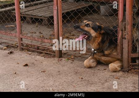 il cane abbaia guardando fuori dalla grata Foto Stock