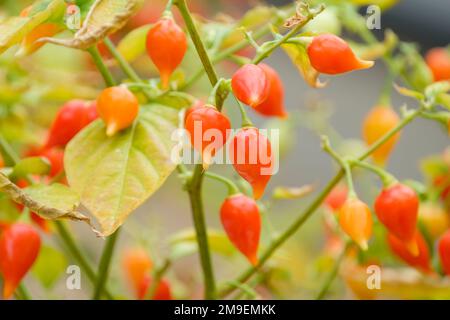 Capsicum Chinense Chupetinho, peperoncino, frutto a forma di goccia che cresce sulla pianta Foto Stock