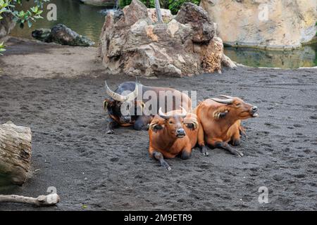 Il Buffalo Africano della Foresta, Syncerus caffer nanus, conosciuto anche come il Buffalo Nano o il Buffalo del Congo. Foto Stock