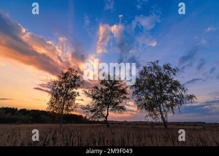 Paesaggio estivo di tre uccelli in un campo al tramonto o all'alba con un bel cielo con nuvole Foto Stock