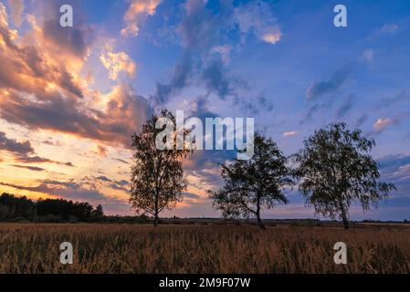 Paesaggio estivo di tre birch in un campo al tramonto o all'alba con un bel cielo Foto Stock