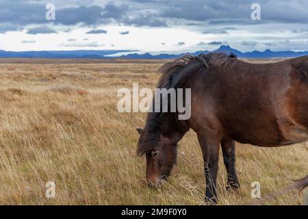 Cavallo islandese vicino a Gullfoss, Islanda Foto Stock