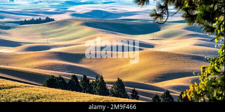 paesaggi scene a palouse washington Foto Stock