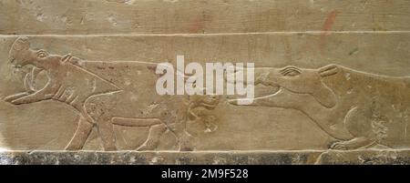 Sollievo, Krokodil beisst gebärendes Nilpferd, sollievo in den Grabbauten des Idut, Unas-Ank und Inefert, Nekropole von Sakkara, Ägypten Foto Stock