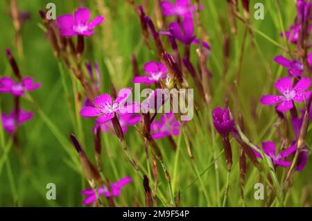 Fiori di garofano selvatico rosa sul campo. Messa a fuoco selettiva. Foto Stock