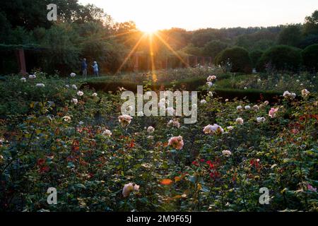 Rose nel parco palazzo in Ostromecko, Polonia © Wojciech Strozyk / Alamy Stock Photo *** Didascalia locale *** Foto Stock