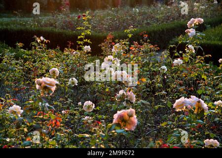 Rose nel parco palazzo in Ostromecko, Polonia © Wojciech Strozyk / Alamy Stock Photo *** Didascalia locale *** Foto Stock