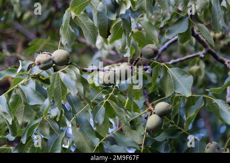 Albero di noce nel parco palazzo in Ostromecko, Polonia © Wojciech Strozyk / Alamy Stock Photo *** Didascalia locale *** Foto Stock