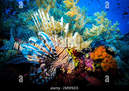 Pesce leone sulla barriera corallina di Elphistone Egiziano Read Sea, 27-11-2022. Pterois è un genere di pesci marini velenosi, comunemente noto come leonfish, originario dell'Indo Foto Stock