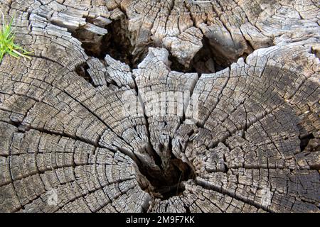 La forma di un volto umano macchiato nella superficie di un vecchio segato di tronco d'albero Foto Stock