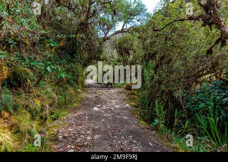 percorso forestale nella giungla è cresciuto di piante Foto Stock