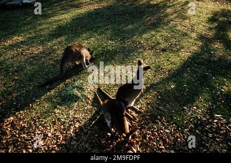 Dritto, ripresa media da un angolo alto, giù su tre canguri da un parco faunistico australiano come foraggio per il cibo il 27th settembre 2000. Il canguro di boxe, come raffigurato su una bandiera verde e d'oro (non mostrata), è il simbolo nazionale dello sport per molti australiani. Base: Sydney Stato: Nuovo Galles del Sud Paese: Australia (AUS) Foto Stock