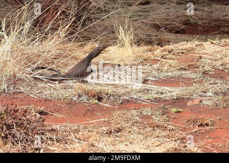 420 sabbia goanna crogiolarsi al sole vicino alla base Uluru, sezione di Mala. NT-Australia. Foto Stock