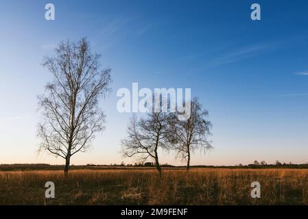 paesaggio autunnale con tre uccelli con foglie cadute al mattino all'alba Foto Stock