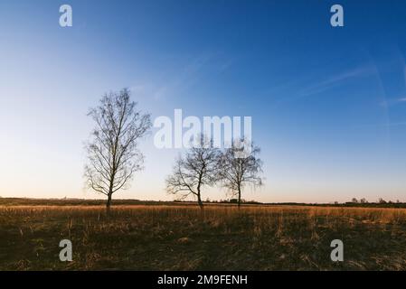 paesaggio autunnale con tre uccelli con foglie cadute al mattino all'alba Foto Stock