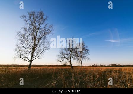 paesaggio autunnale con tre uccelli con foglie cadute al mattino all'alba Foto Stock