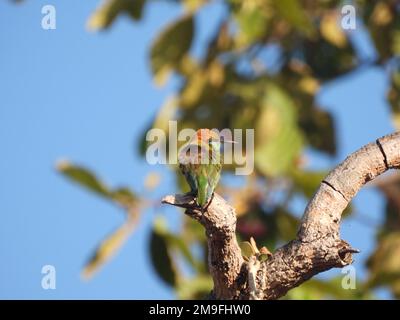 Bella immagine bassa chiave di un ape-mangiatore con testa di castagno o ape-mangiatore con testa di baia (Merops leschenaulti), l'uccello arroccato su un albero Foto Stock