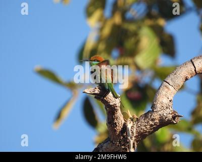 Bella immagine bassa chiave di un ape-mangiatore con testa di castagno o ape-mangiatore con testa di baia (Merops leschenaulti), l'uccello arroccato su un albero Foto Stock