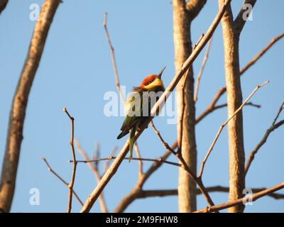 Bella immagine bassa chiave di un ape-mangiatore con testa di castagno o ape-mangiatore con testa di baia (Merops leschenaulti), l'uccello arroccato su un albero Foto Stock