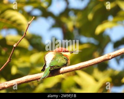 Bella immagine bassa chiave di un ape-mangiatore con testa di castagno o ape-mangiatore con testa di baia (Merops leschenaulti), l'uccello arroccato su un albero Foto Stock