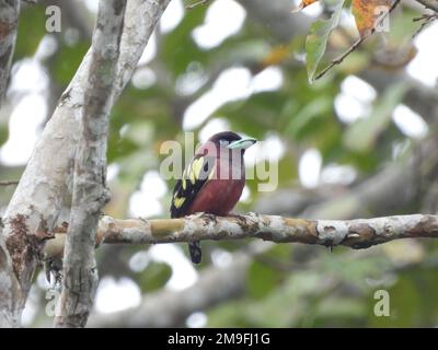 Bella immagine bassa chiave di un ape-mangiatore con testa di castagno o ape-mangiatore con testa di baia (Merops leschenaulti), l'uccello arroccato su un albero Foto Stock