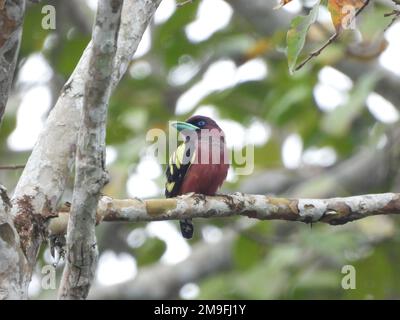 Bella immagine bassa chiave di un ape-mangiatore con testa di castagno o ape-mangiatore con testa di baia (Merops leschenaulti), l'uccello arroccato su un albero Foto Stock