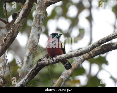 Bella immagine bassa chiave di un ape-mangiatore con testa di castagno o ape-mangiatore con testa di baia (Merops leschenaulti), l'uccello arroccato su un albero Foto Stock