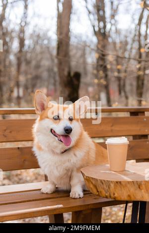 carino corgi cane su una passeggiata in autunno in un bar sulla veranda bere caffè. Caffetteria in cui sono ammessi i cani. Foto di alta qualità Foto Stock