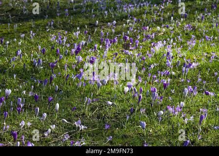 Un sacco di cocci fiorenti su un prato di primavera, sfondo naturale stagionale, spazio copia, fuoco selezionato stretta profondità di campo Foto Stock