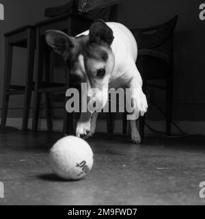 Jack Russell Terrier giocare con palla da tennis Foto Stock