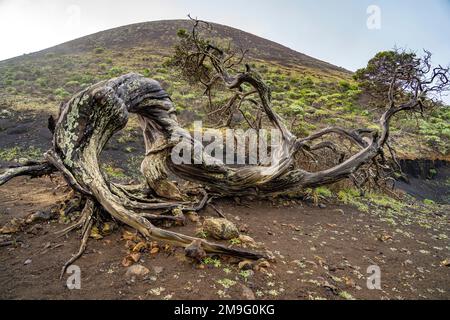 Vom Wind geformter Wacholderbaum Sabina bei El Sabinar, El Hierro, Kanarische Inseln, Spanien | Twisted Sabina Juniper albero a El Sabinar, El Hierro, Foto Stock