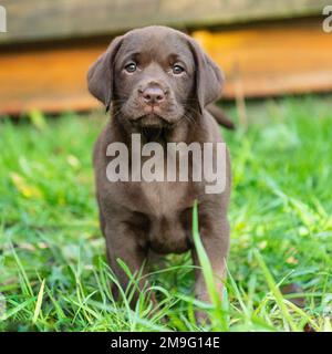 labrador al cioccolato, cucciolo Foto Stock