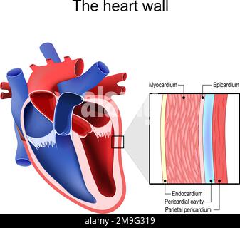 Strati di parete cardiaca. Struttura pericardica. Anatomia del sacco pericardico. Illustrazione vettoriale Illustrazione Vettoriale