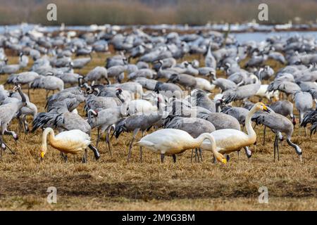 Whooper cigni e gru in un grande gregge nel molla Foto Stock