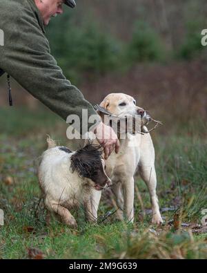 Labrador Retriever porta il cazzo di legno e viene mollato da uno springer spaniel Foto Stock
