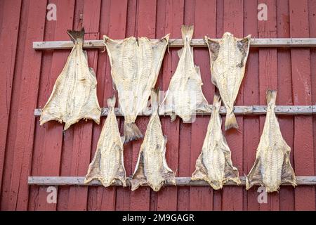 Pesci stockfish appeso all'asciutto, isole Lofoten, Nordland, Norvegia Foto Stock