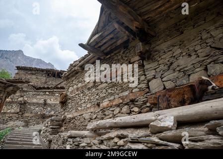 Architettura tradizionale in muratura e travi in legno di un villaggio Kalash, Valle di Bumburet, Pakistan Foto Stock