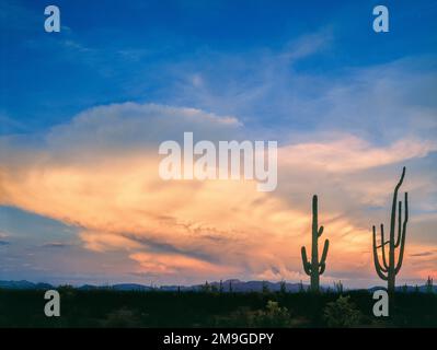 Paesaggio con cactus saguaro (Canegiea gigantea) silhouette nel deserto al tramonto, Antelope Hills, Cabeza Prieta National Wildlife Refuge, Arizona, USA Foto Stock