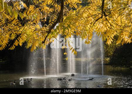 Fontane illuminate dal sole nel laghetto delle anatre incorniciate dalle foglie autunnali gialle di un albero ornamentale nei giardini di Jephson, Leamington Spa, Warwickshire, Inghilterra Foto Stock