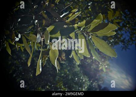 Foglie di lecci in Sicilia, Parco dell'Etna, Italia (2) Foto Stock