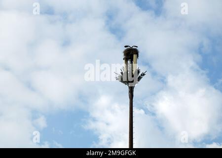 Nido di cicogne installato su una torre di antenna di telecomunicazione in Marocco Foto Stock